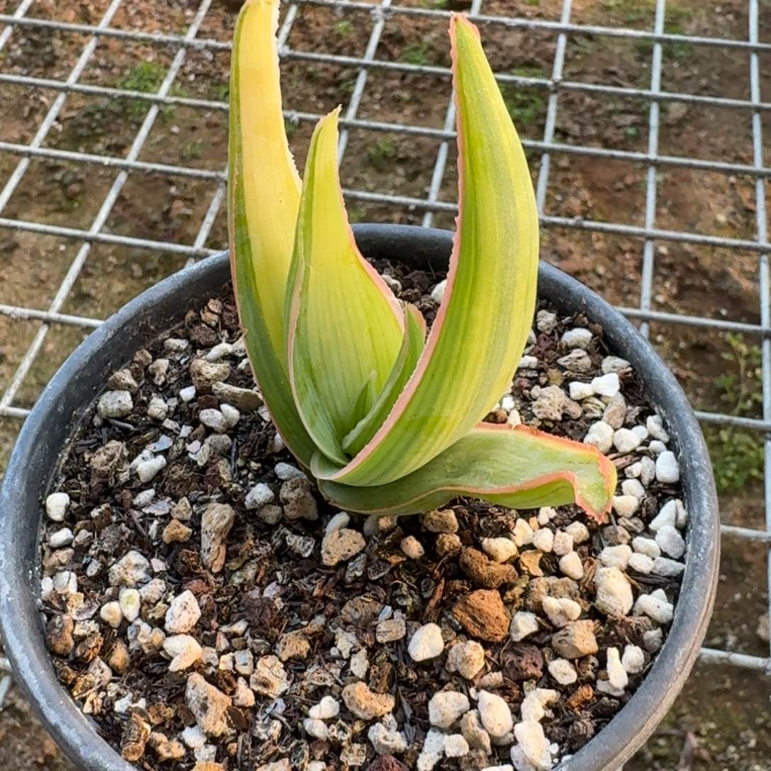 银芳锦锦芦荟多肉植物