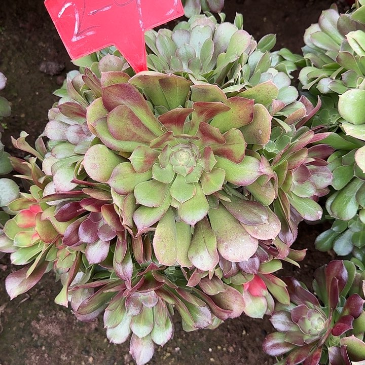 2-93韶休七彩多肉