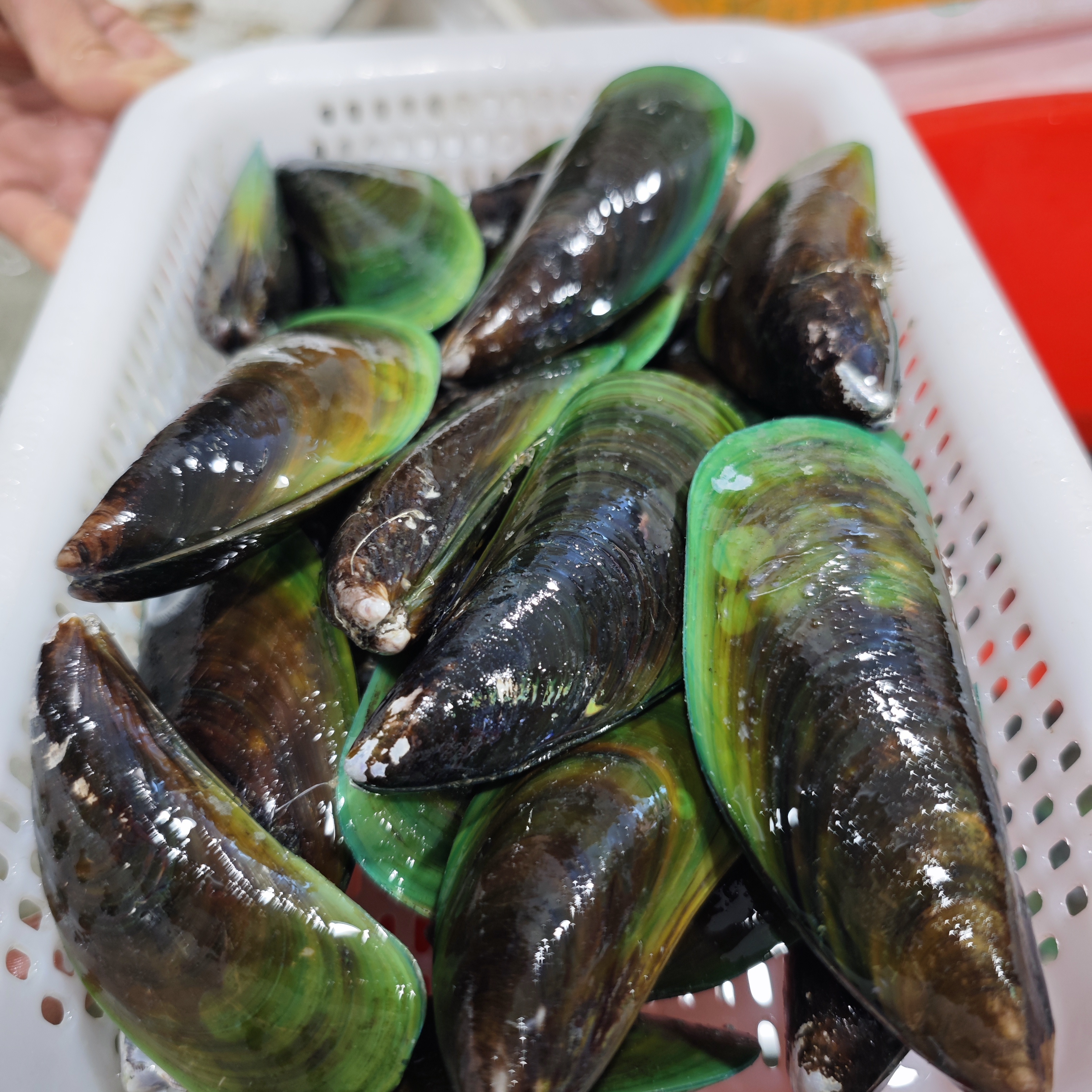 鲜活青口 新鲜青口