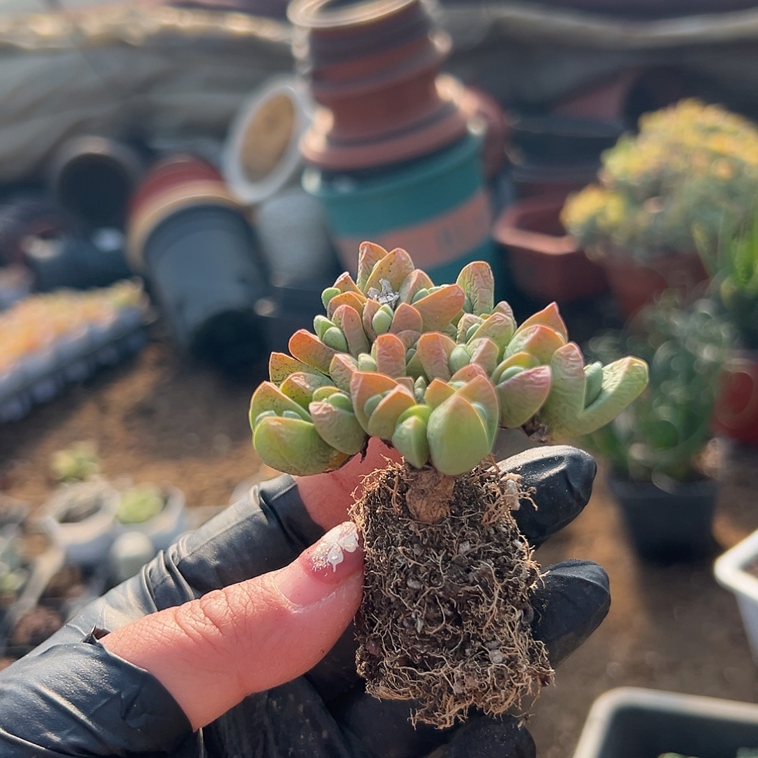 多肉植物秋琴玉开花