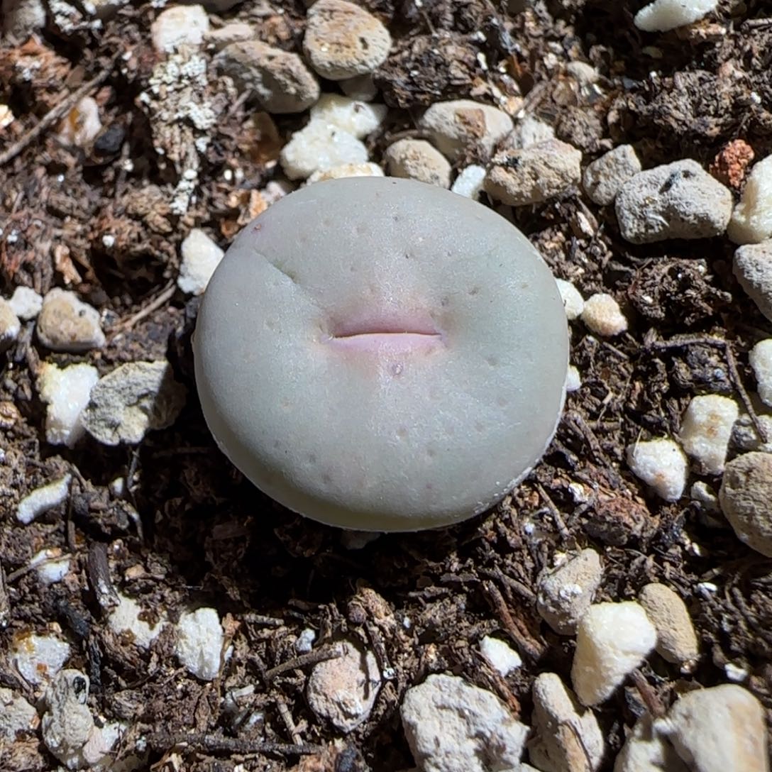 肉锥多肉植物百科-奶油嘴1456