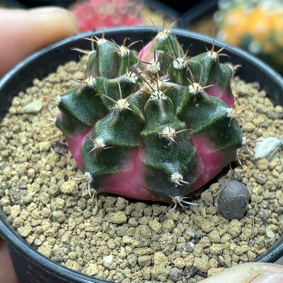泰系名品侧芽，泡泡糖