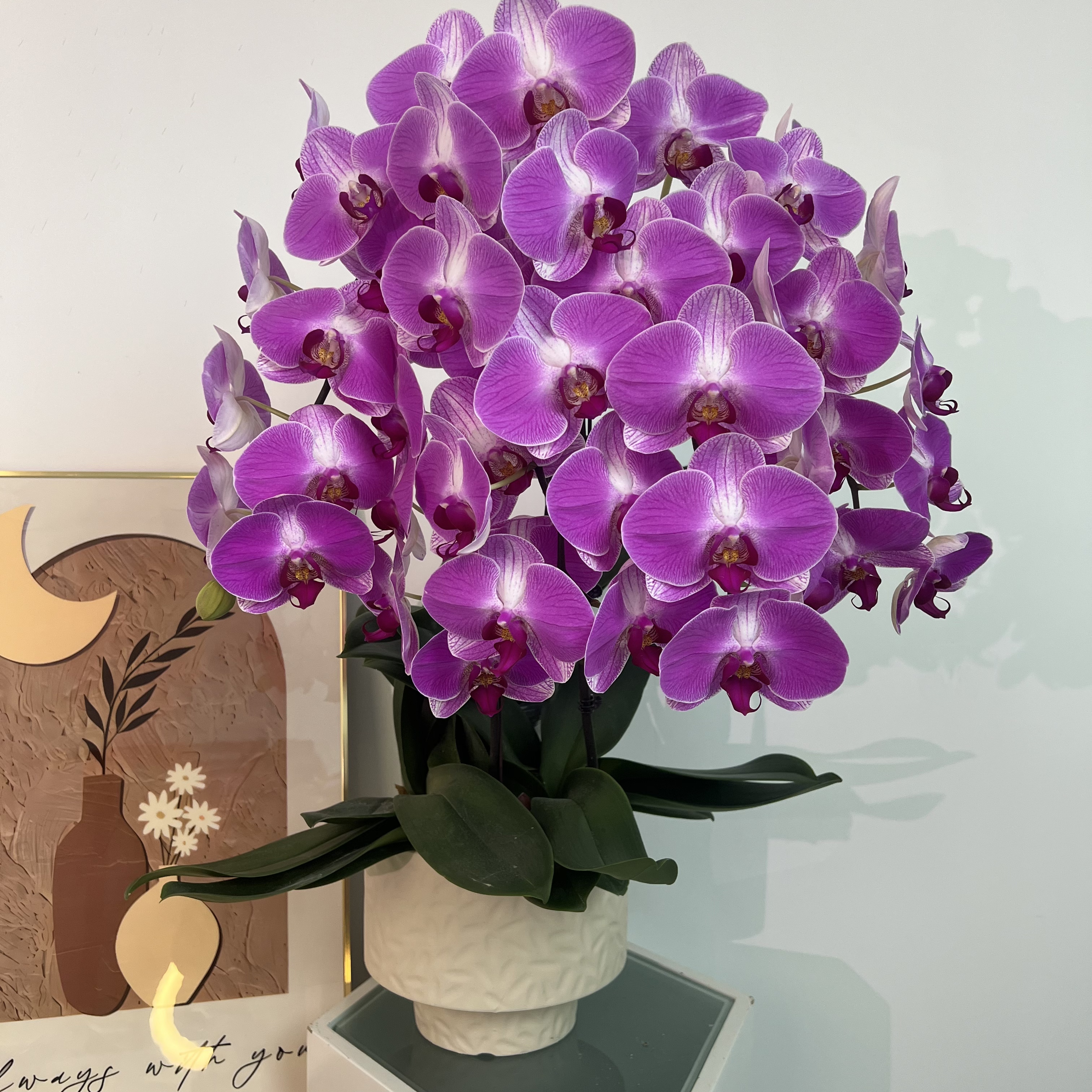 蝴蝶兰《鸿运当头》粉色花 好养耐开 室内花卉
