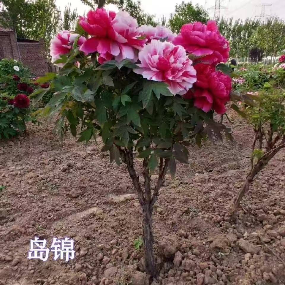 【岛锦独杆】彩色牡丹一树多花一花多色的盲盒牡丹，庭院植物