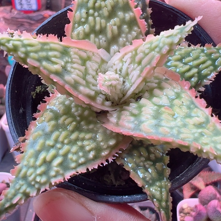 心****红你是个好人你也不要