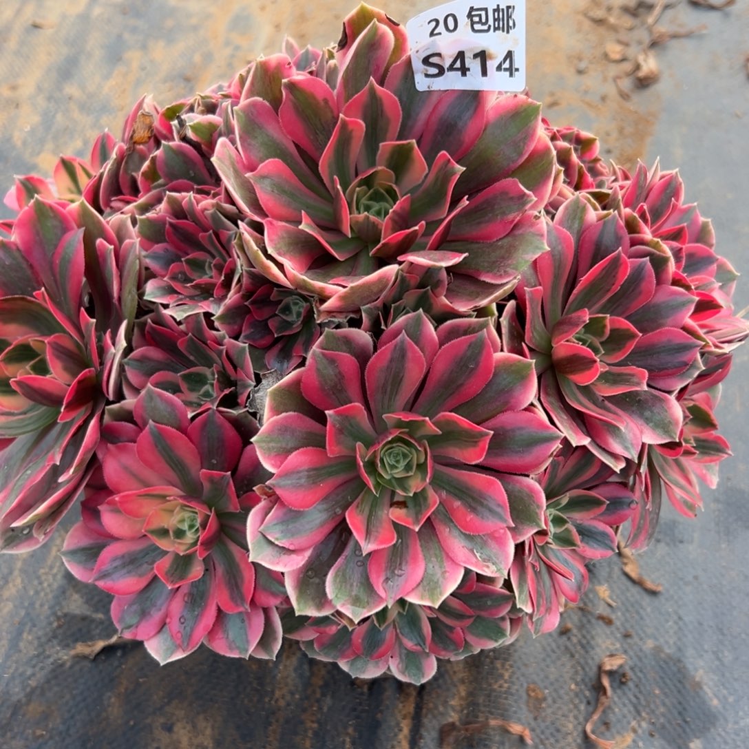 414女妖，，满20包邮嘟叮熊