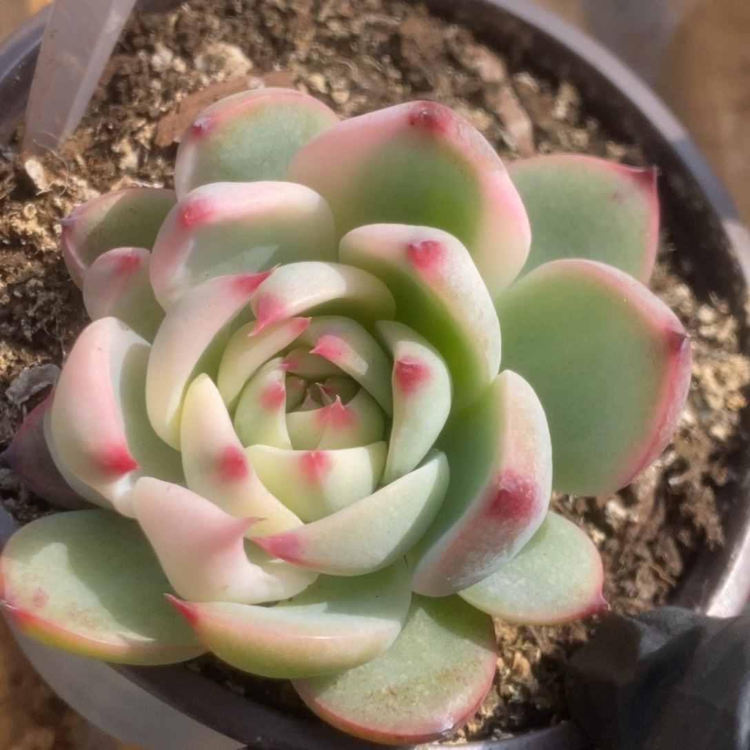 587吉娃娃锦锦锦锦锦锦