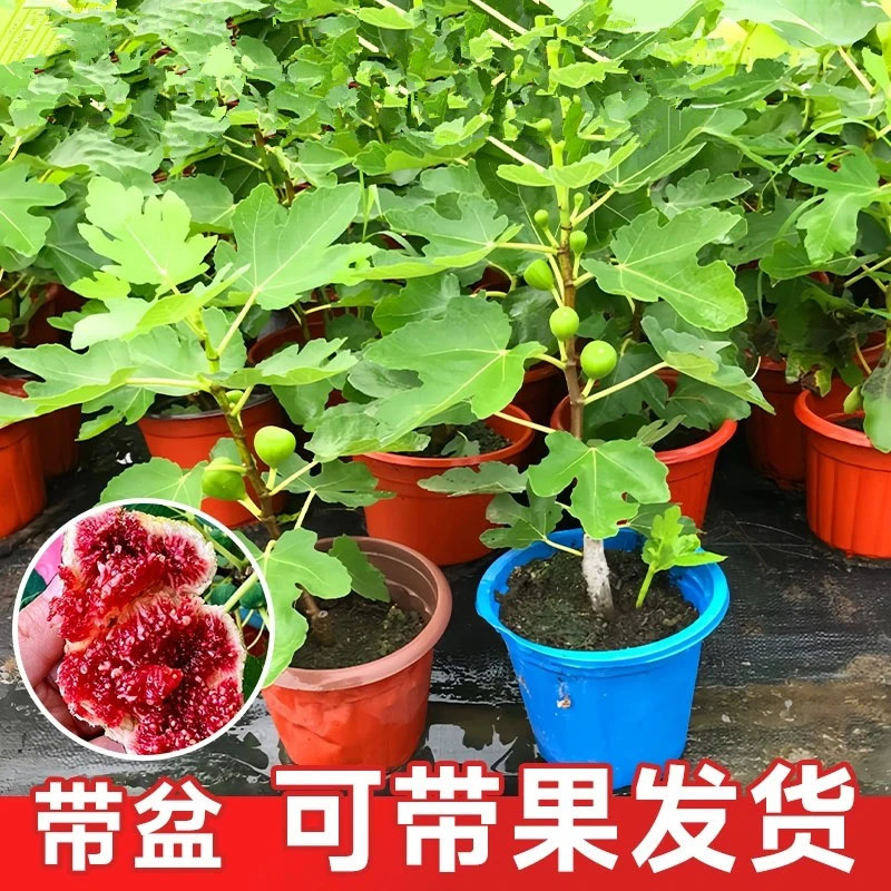 【带果发货】原土带叶波姬红无花果树苗耐寒南北方盆栽地栽当年结果