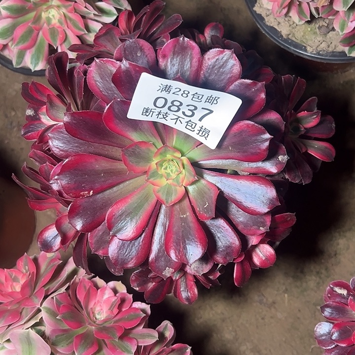 0837美杜莎多肉植物