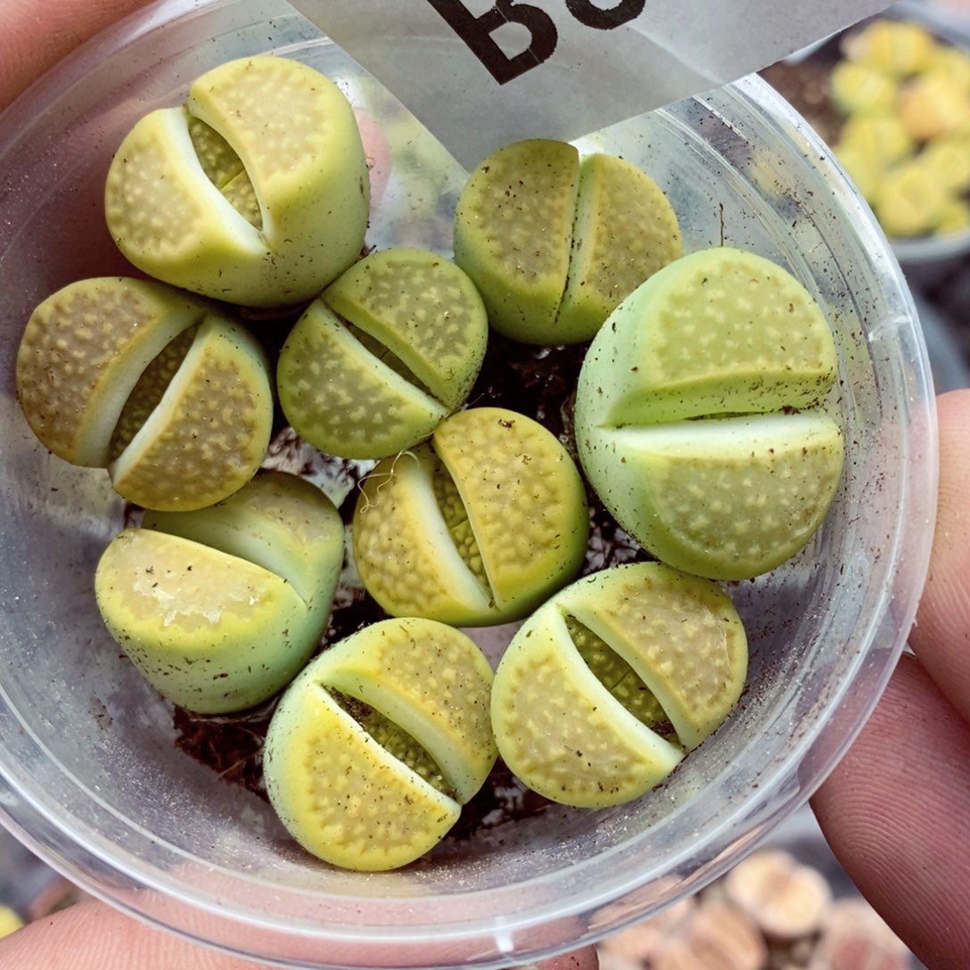 我的小姐姐们都是我的小可爱841