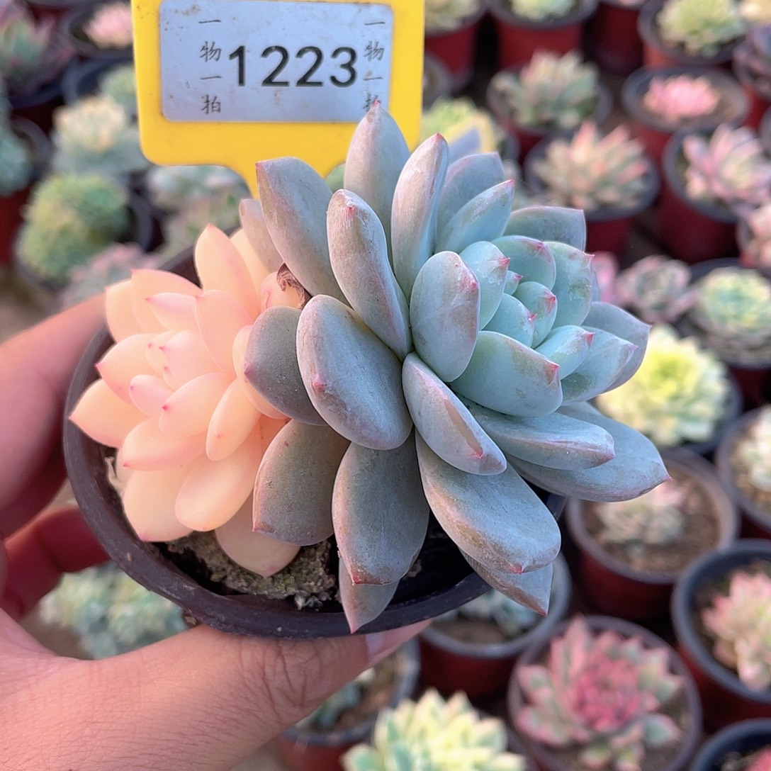 1223号多肉植物盆栽