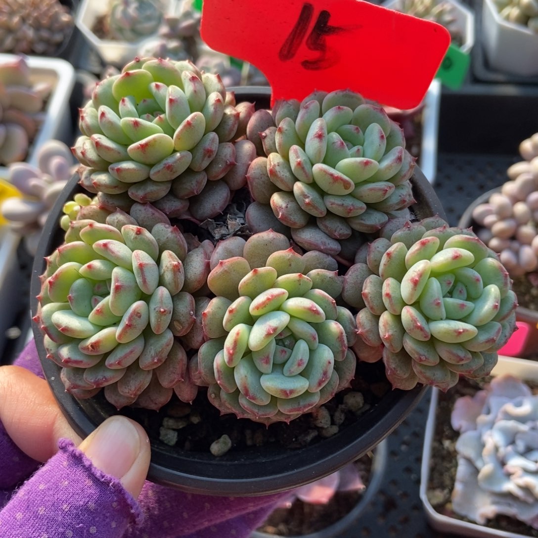 15白胖子多肉植物