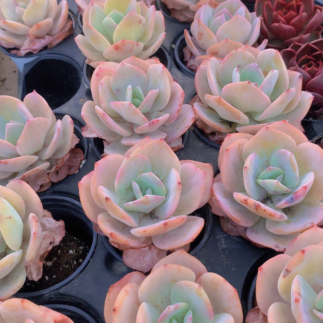 韩白凤235677889999