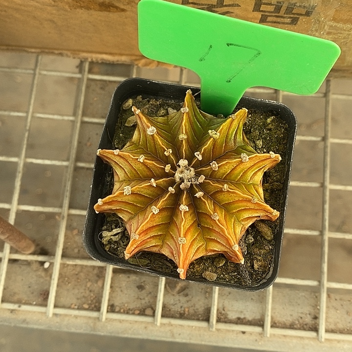 漂亮的仙人球和漂亮的小鸟