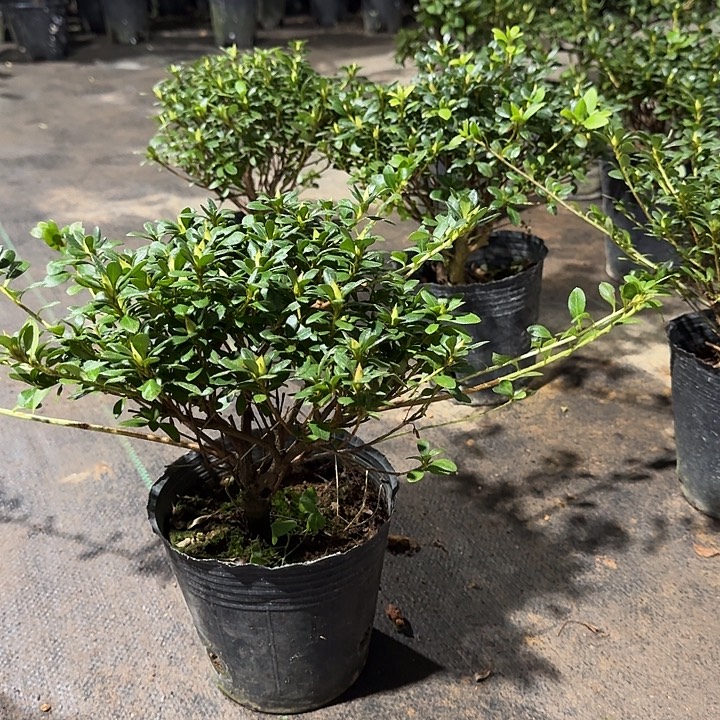 当前无花栽培后可以开花娟之舞