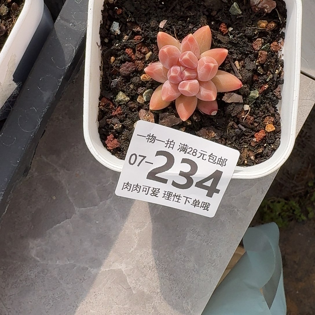 乌拉克拉无盆土发货无