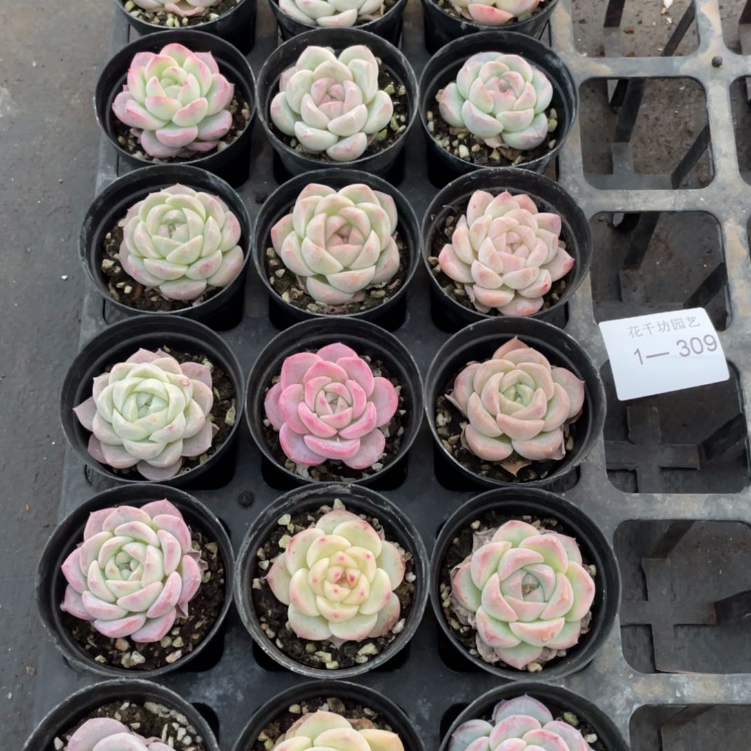 一物一拍18棵1-309