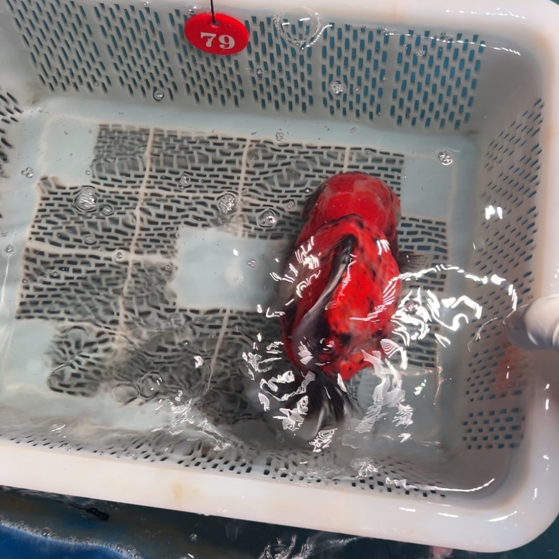 暖***玉海水鱼你好包在包间