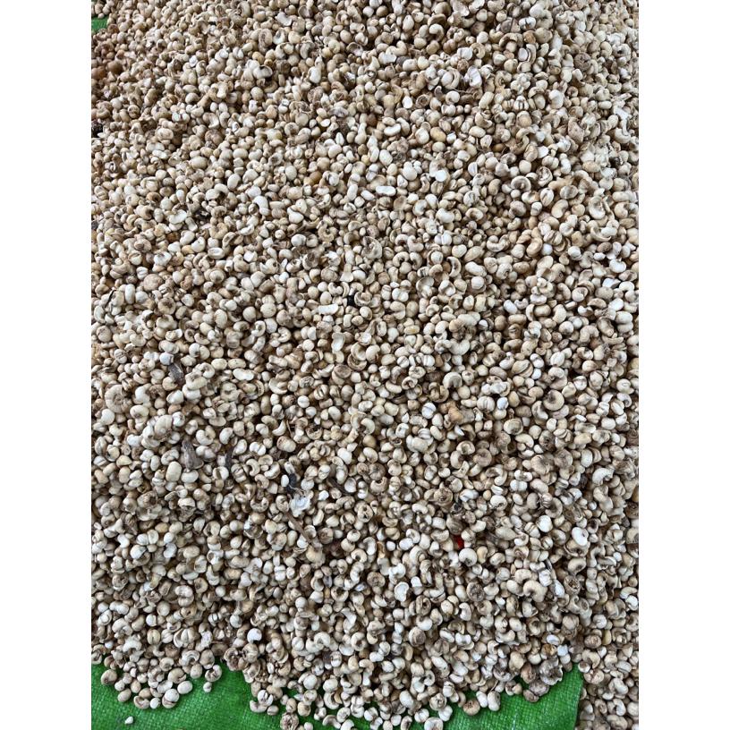 长白山特产 贝母