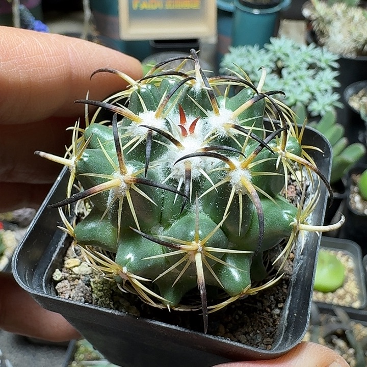 241钢钉实生脱土发货