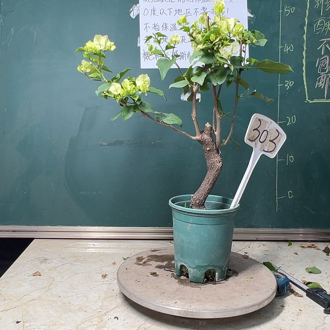 完全开放  粗杆 牙买加白  303