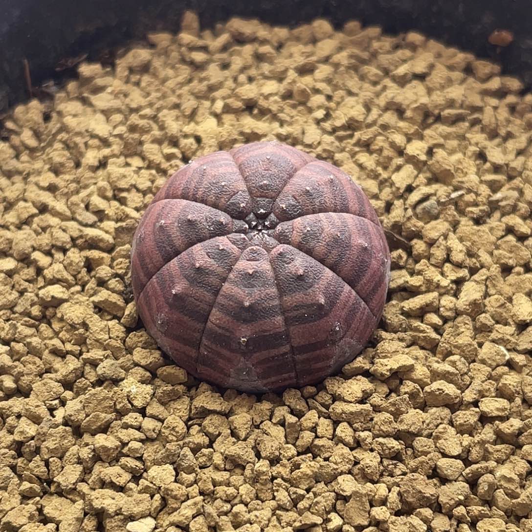 实生胭脂布纹球仙人球