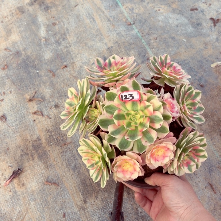 倾城多肉法师一物一拍123