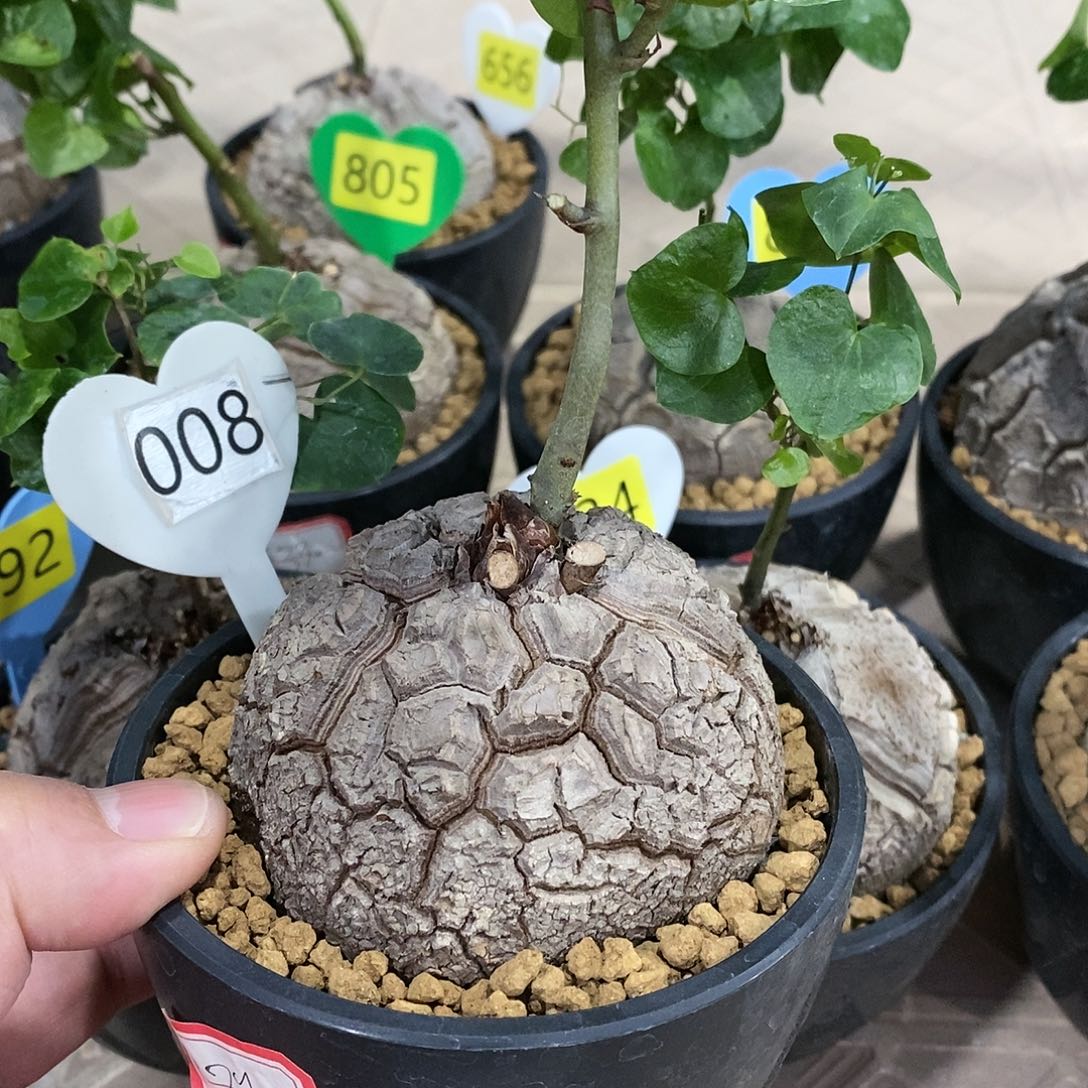 南非龟甲龙龟甲龙