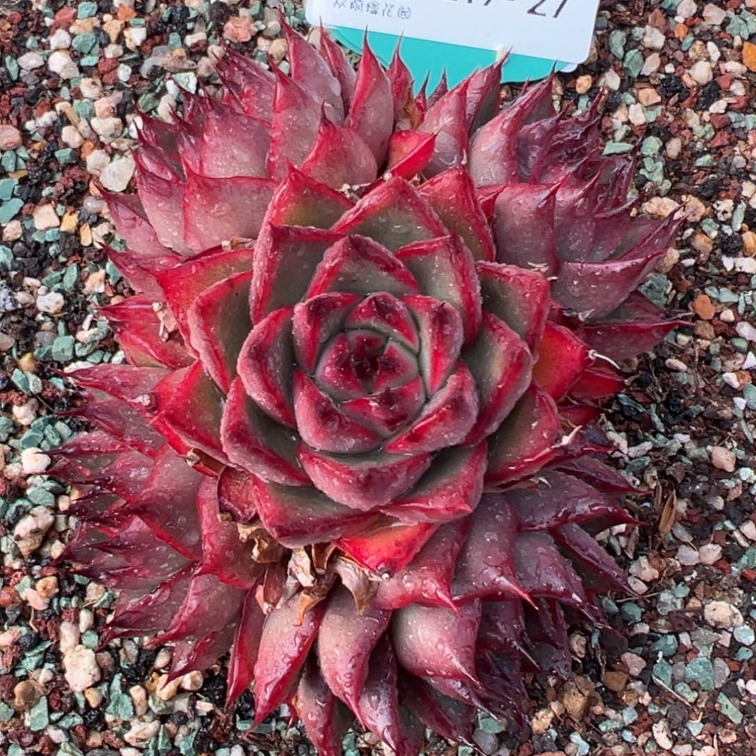 从前慢多肉精选编号0219.27