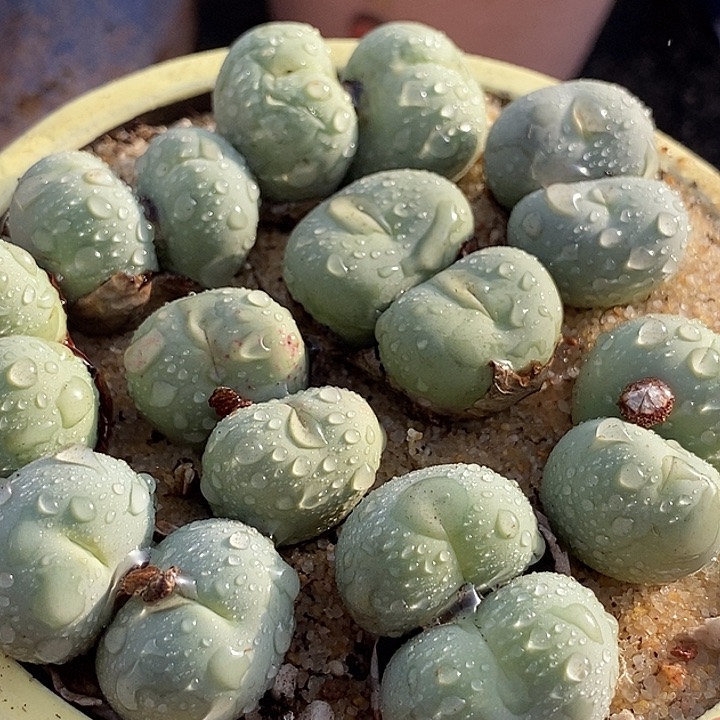 27530双头鸽子蛋母本一颗