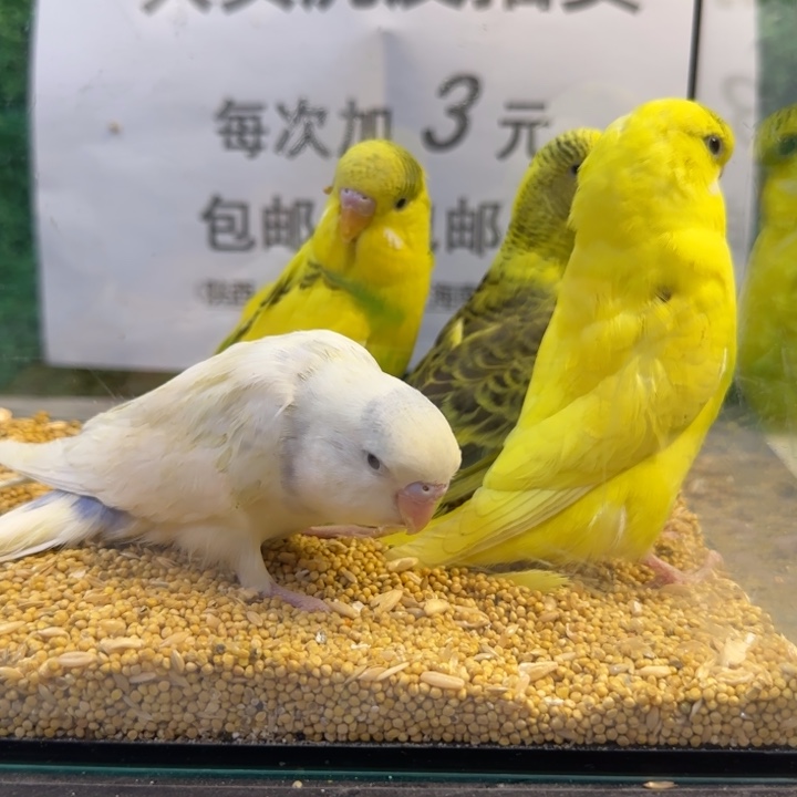 虎皮鹦鹉大头虎皮鹦鹉