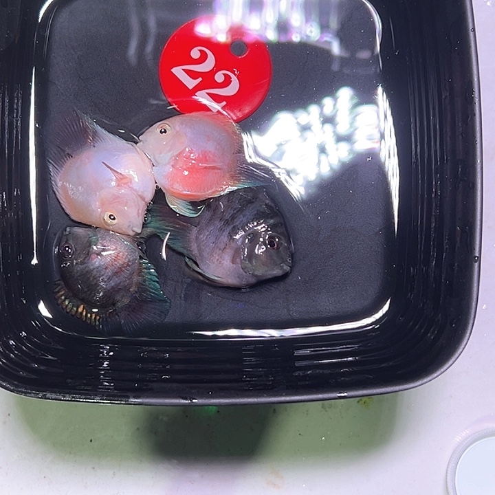 鹦鹉鱼22号，胭脂粉，摩卡各一对