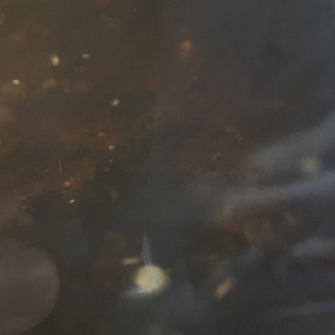 雷龙鱼蛇苗111111111111