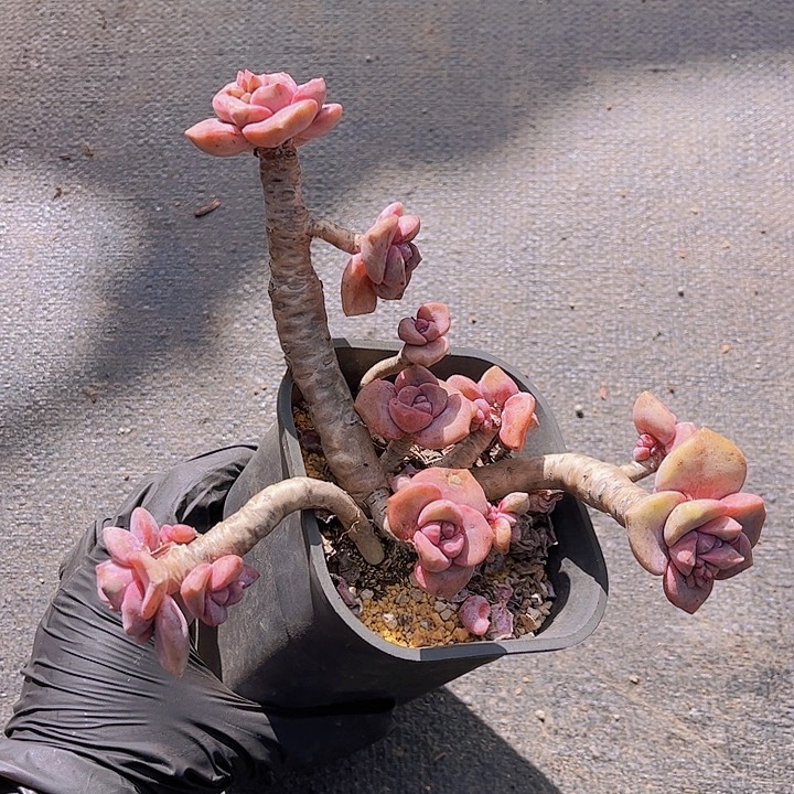 开播福利特价全状态老桩