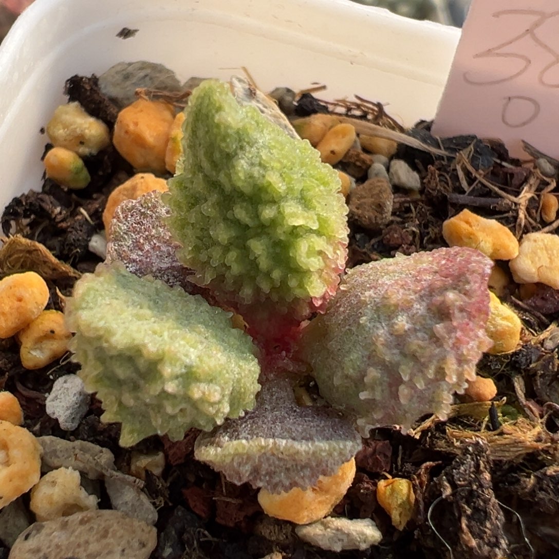 30实生新品爆炸刺