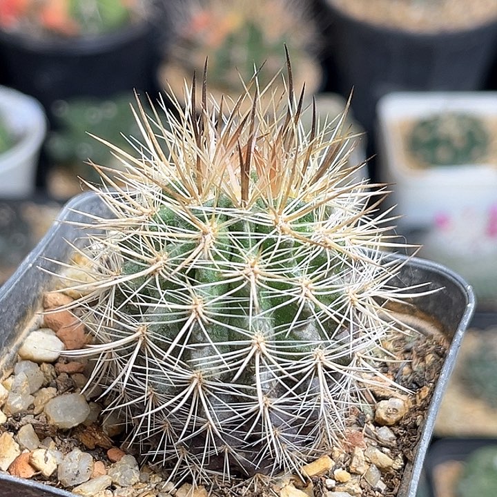 黑刺智利球属实生球3.6公分