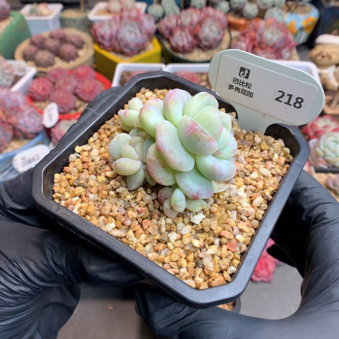 南***.218 冰玉石化多肉