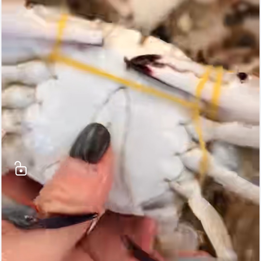 小海蟹 2  两每只（保鲜不保活）