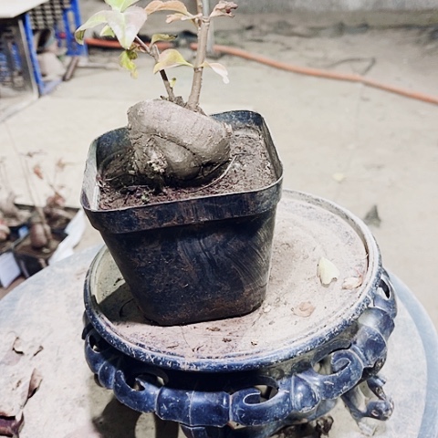 忘***掉无花朵小微盆景艺术学院造型艺术设计