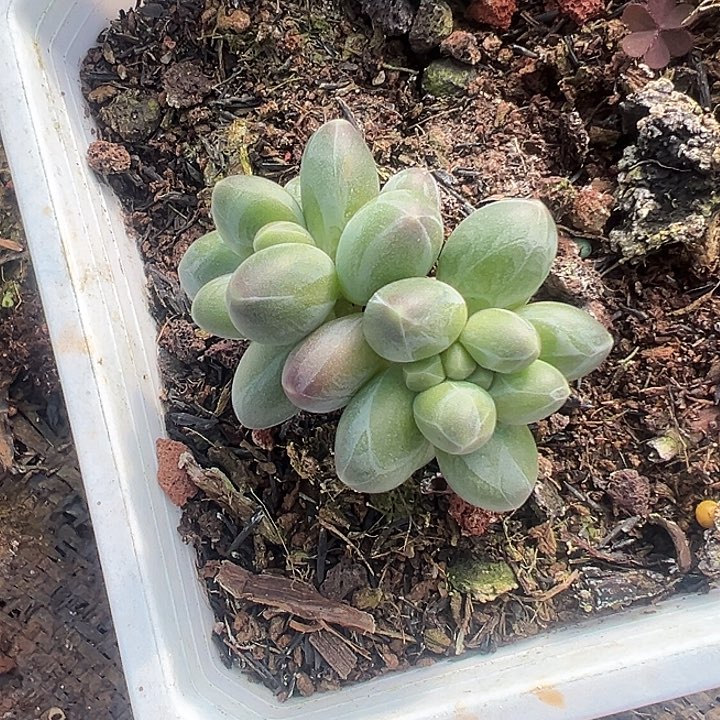 冰墩墩双头美人特价