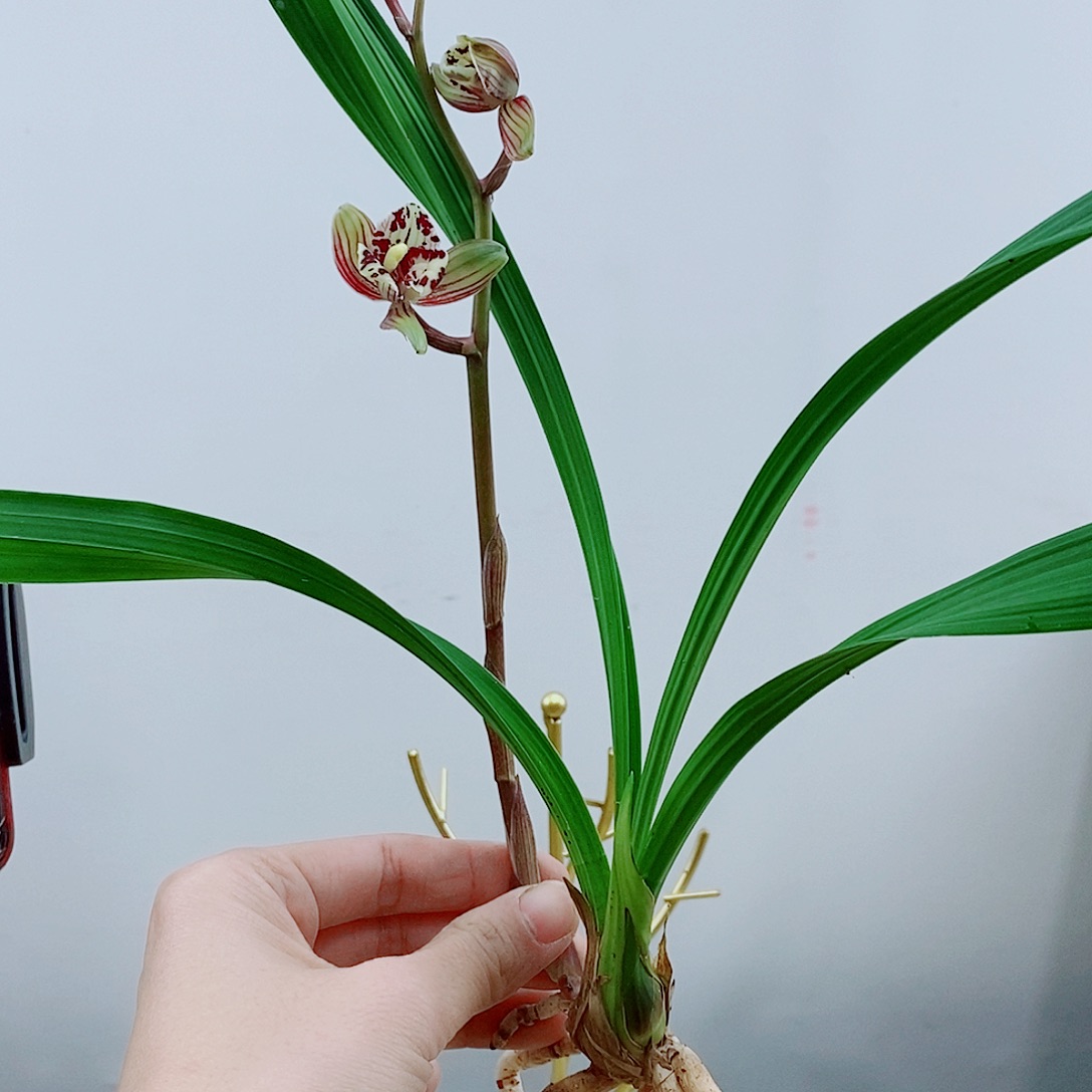 少量花朵（建议范围：2朵-5朵 或40%以下）