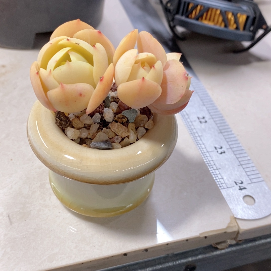 l**u一物一拍碧桃一颗