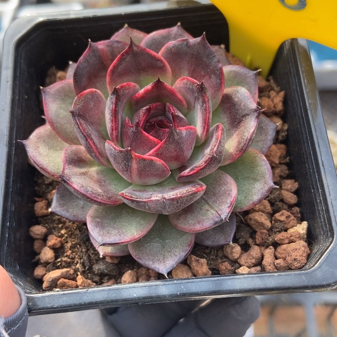 628干果珍妮多肉植物保护