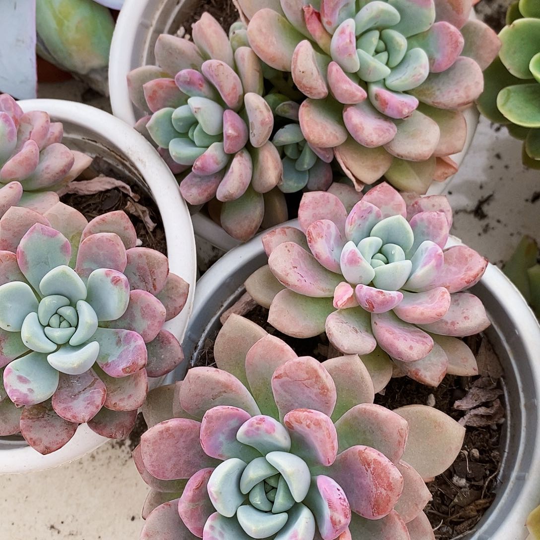 花斑露双头起发精品特价