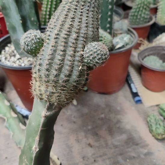 仙人球丽花粉红女郎带杆