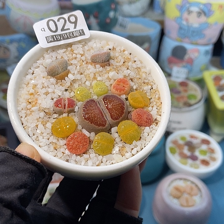 大舅生石花肉锥多肉029