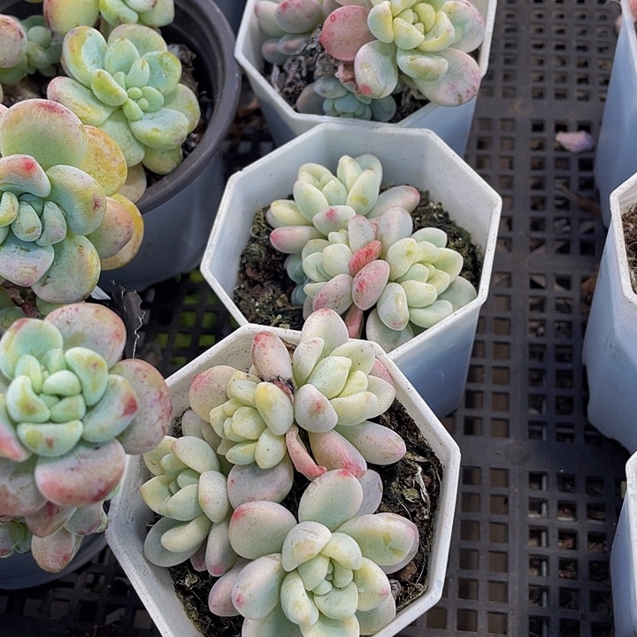 劳尔锦锦锦带盆土发