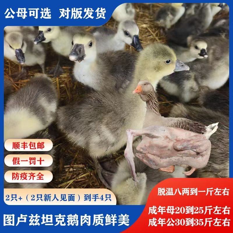 （脱温8两到一斤左右）图卢兹坦克鹅肉质鲜美