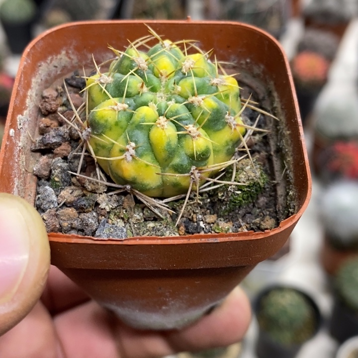 耕耘锦特价福利特价
