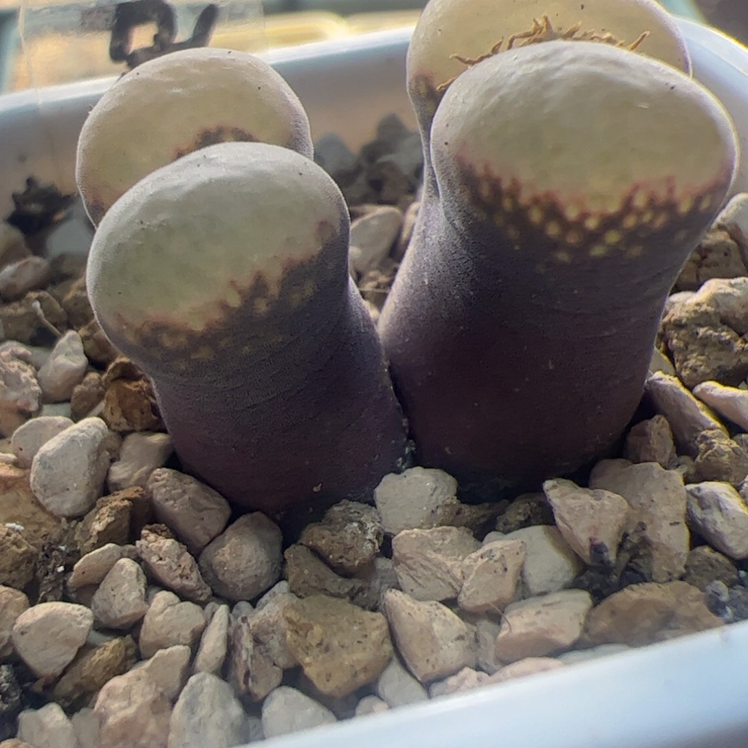 日本输入 大型风铃玉 288